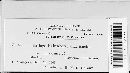 Ustilago syntherismae image