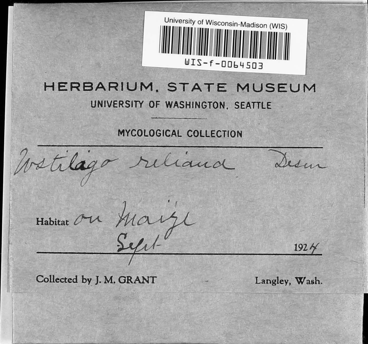 Sporisorium reilianum image