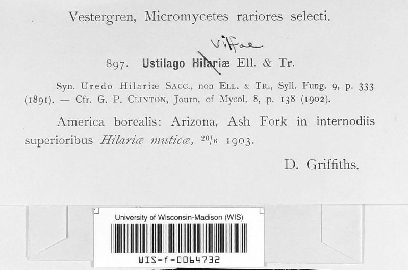 Ustilago vilfae image