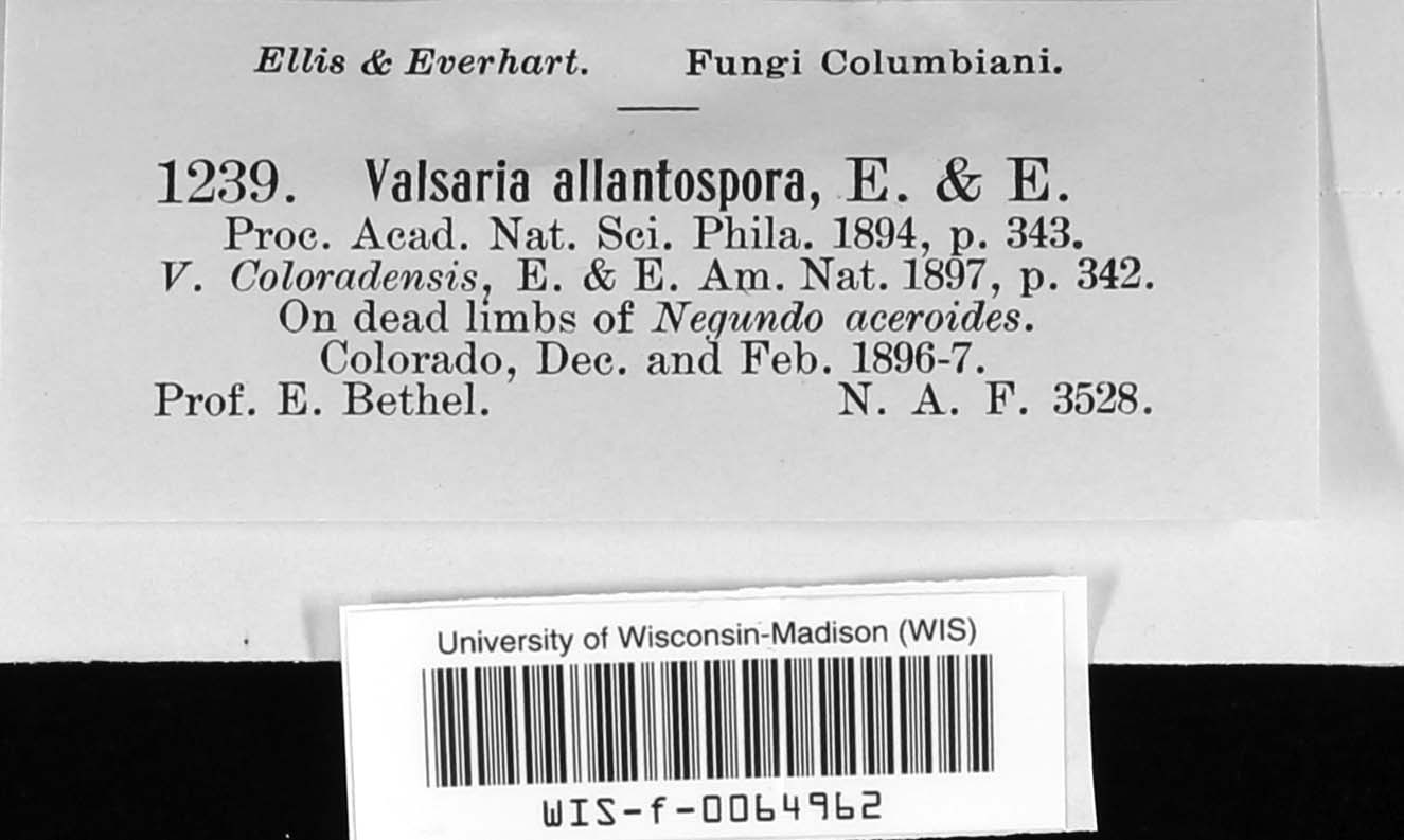 Pseudovalsaria image