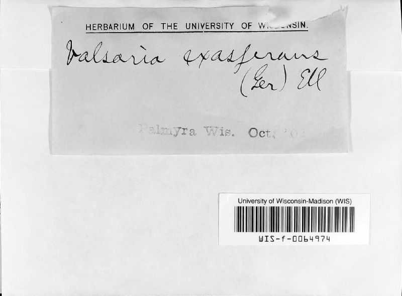 Myrmaecium image