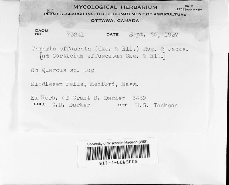 Dichostereum effuscatum image