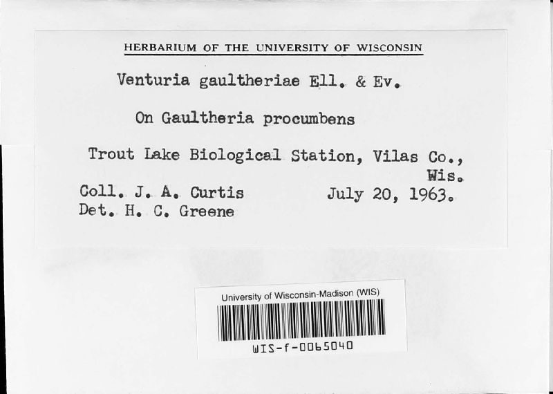 Gibbera gaultheriae image