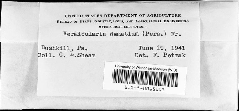 Colletotrichum dematium image