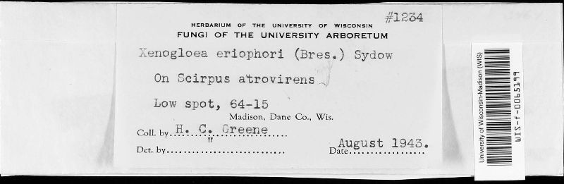 Kriegeria eriophori image