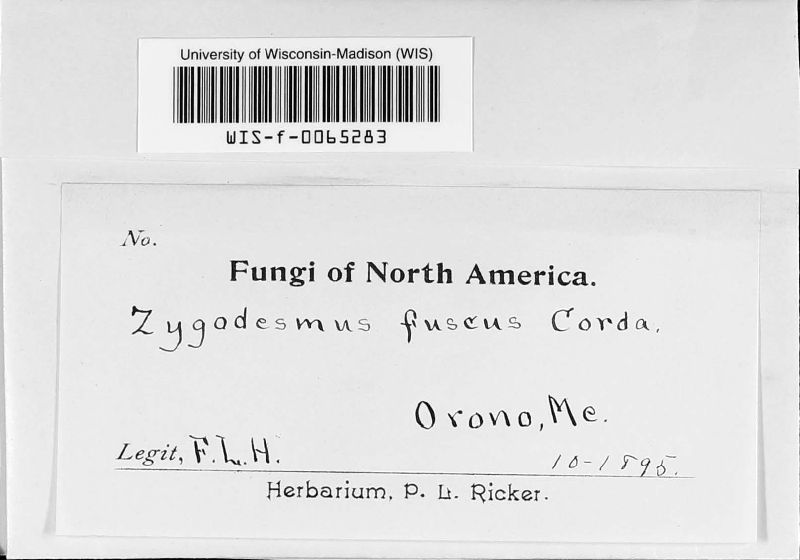 Zygodesmus fuscus image