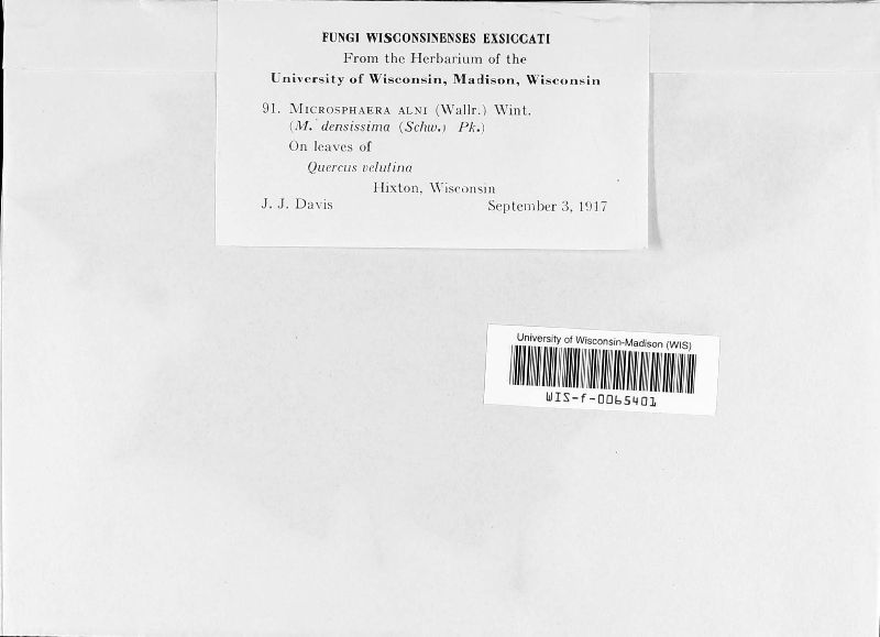 Erysiphe penicillata image