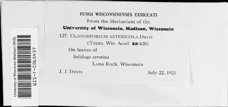 Cladosporium astericola image