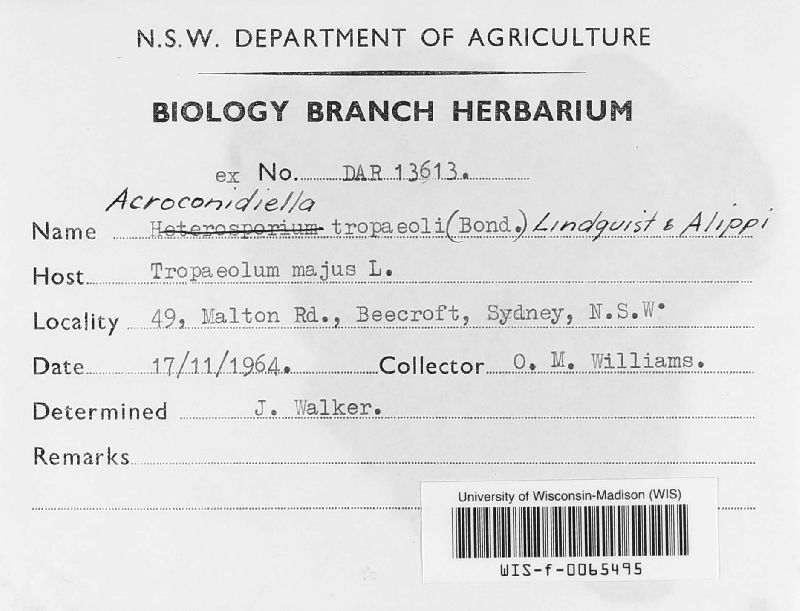 Acroconidiella tropaeoli image