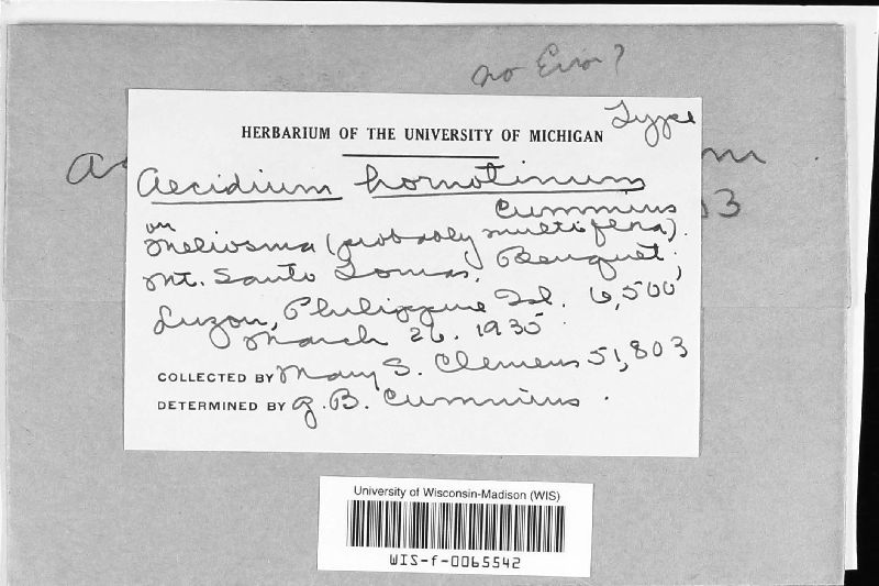 Phakopsora hornotina image