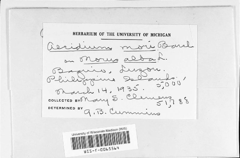 Peridiopsora mori image