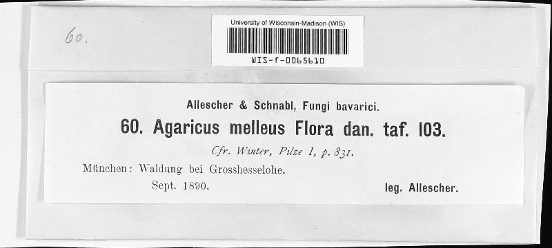 Agaricus melleus image