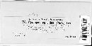 Albugo candida image