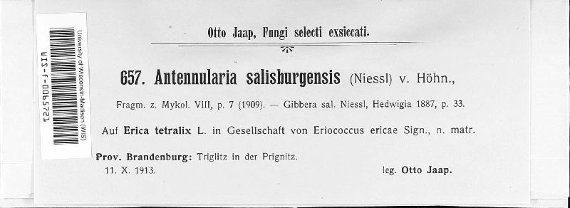 Gibbera salisburgensis image