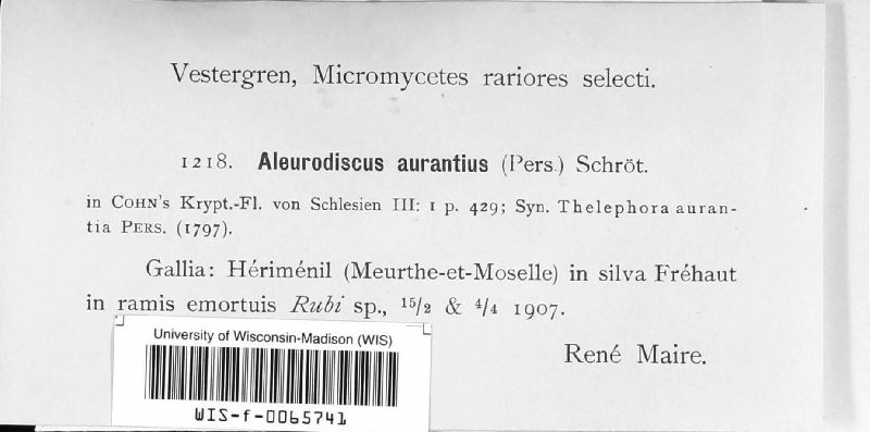 Stereaceae image