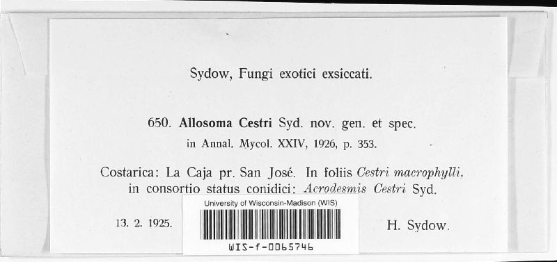 Allosoma image