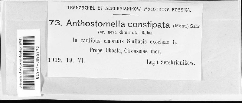 Anthostomella constipata image