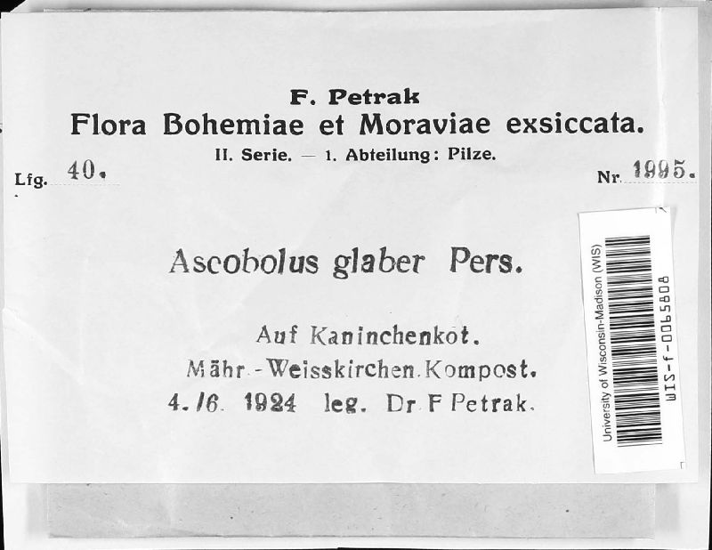 Saccobolus glaber image