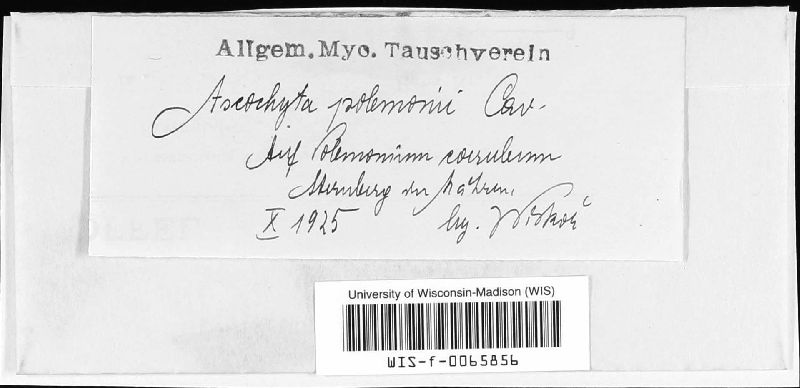 Ascochyta polemonii image