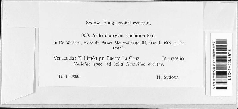Podosporium caudatum image