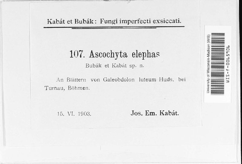 Ascochyta elephas image