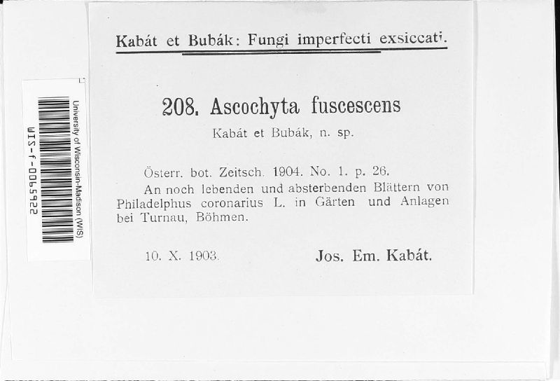 Ascochyta fuscescens image