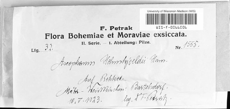 Thecotheus holmskjoldii image