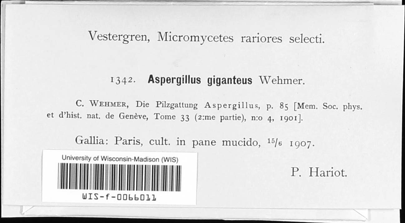 Aspergillus giganteus image