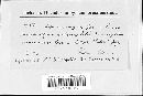 Image of Asterina vagans