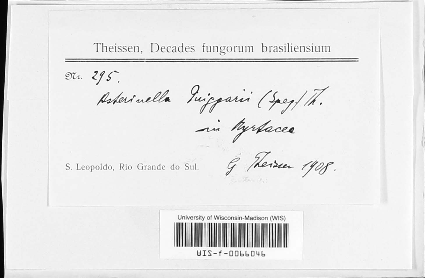 Asterinella puiggarii image