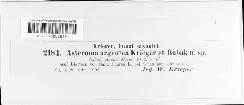 Asteroma argentea image