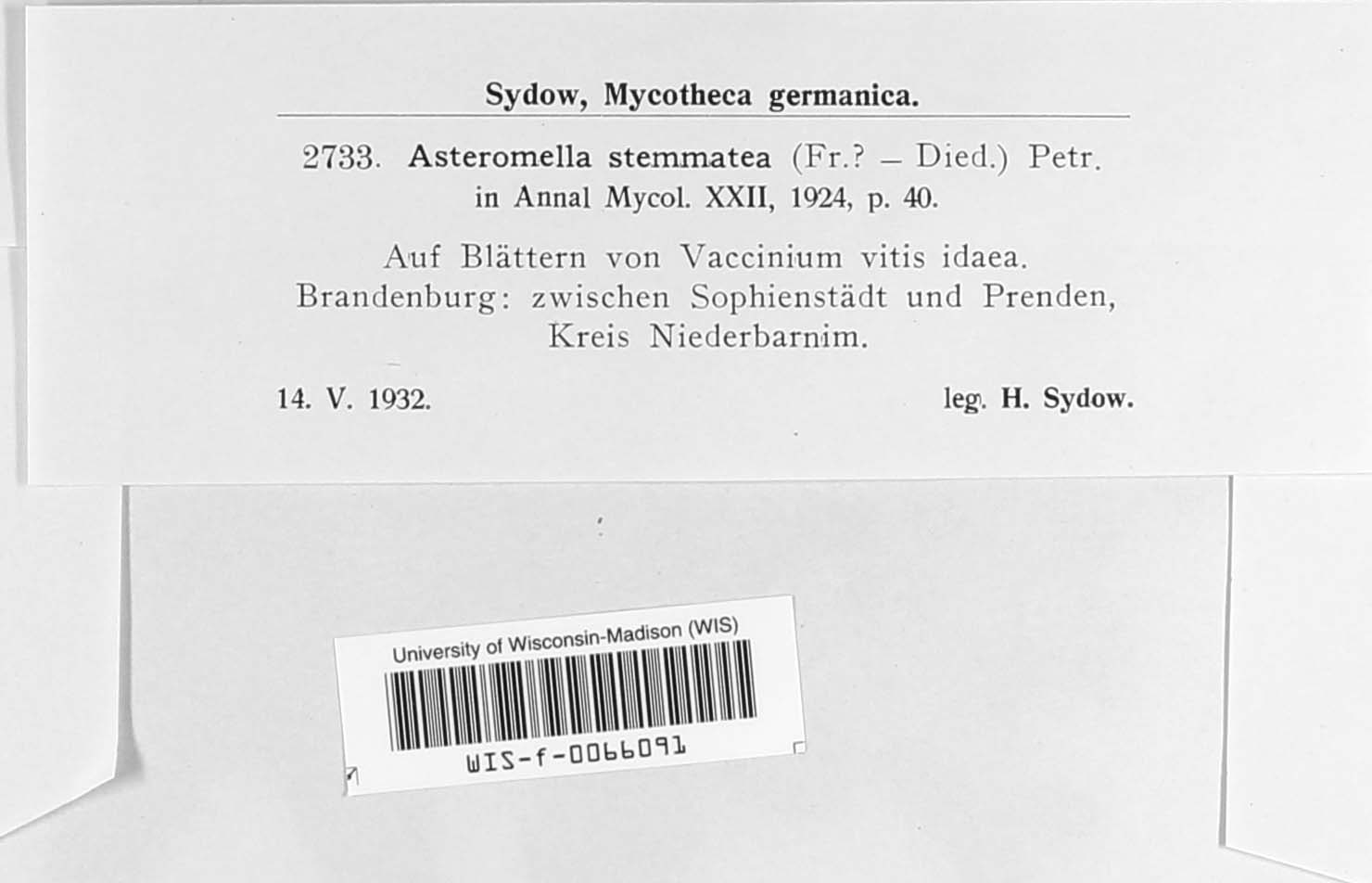 Mycosphaerella stemmatea image