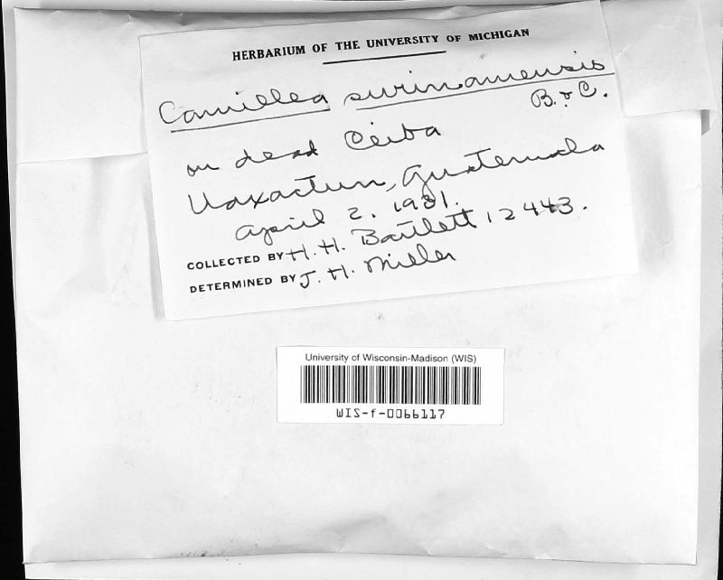 Phylacia surinamensis image
