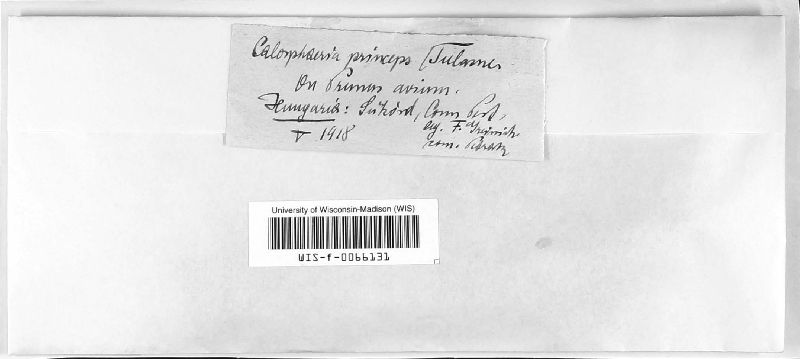 Calosphaeriaceae image