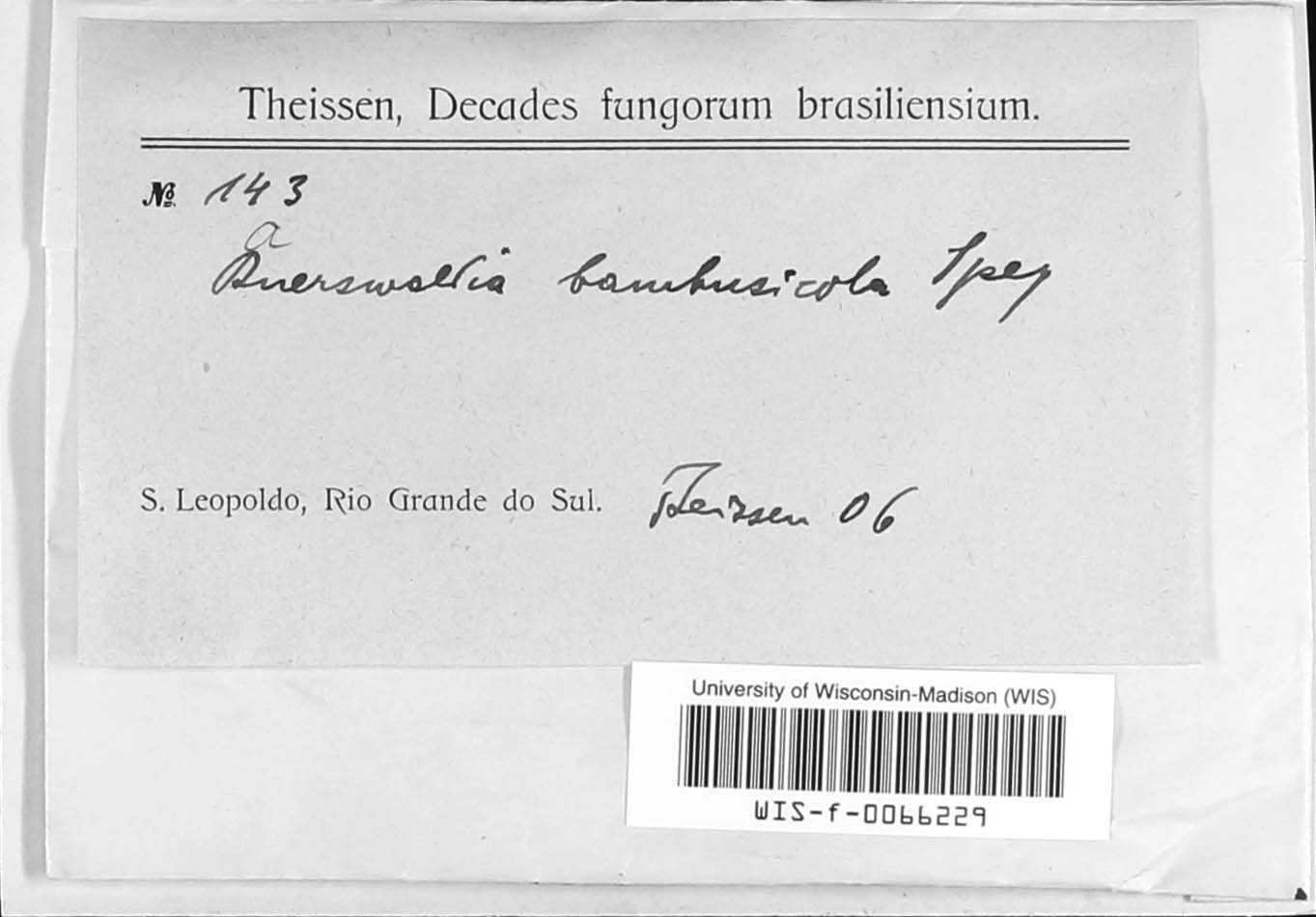 Kretzschmariella culmorum image