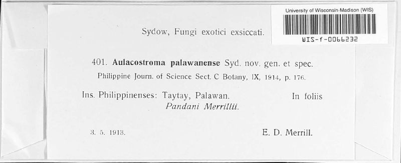 Aulacostroma palawanense image