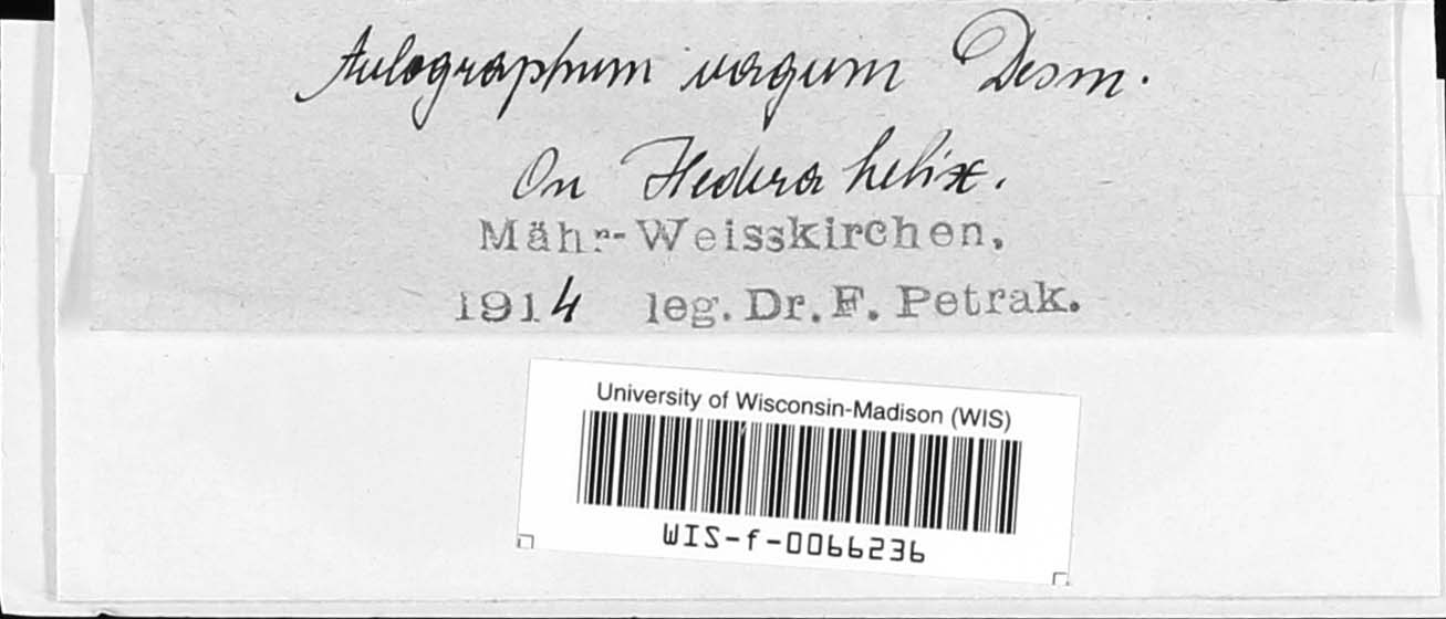 Aulographum image