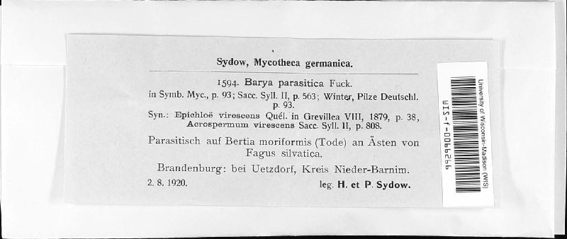 Barya parasitica image