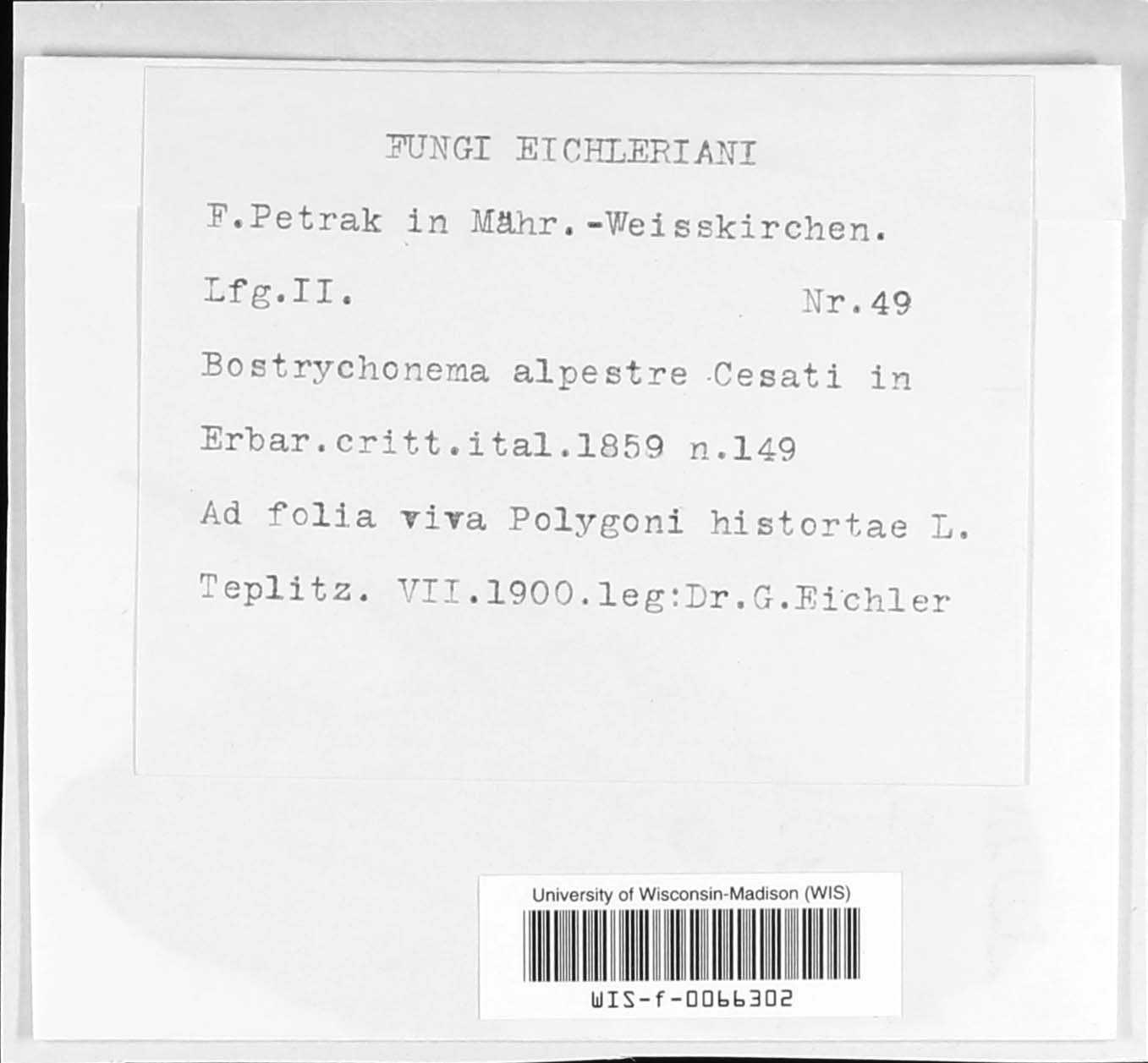 Diplocarpon alpestre image