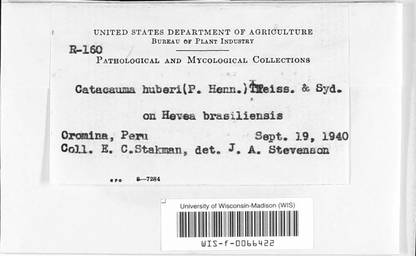 Phyllachora huberi image