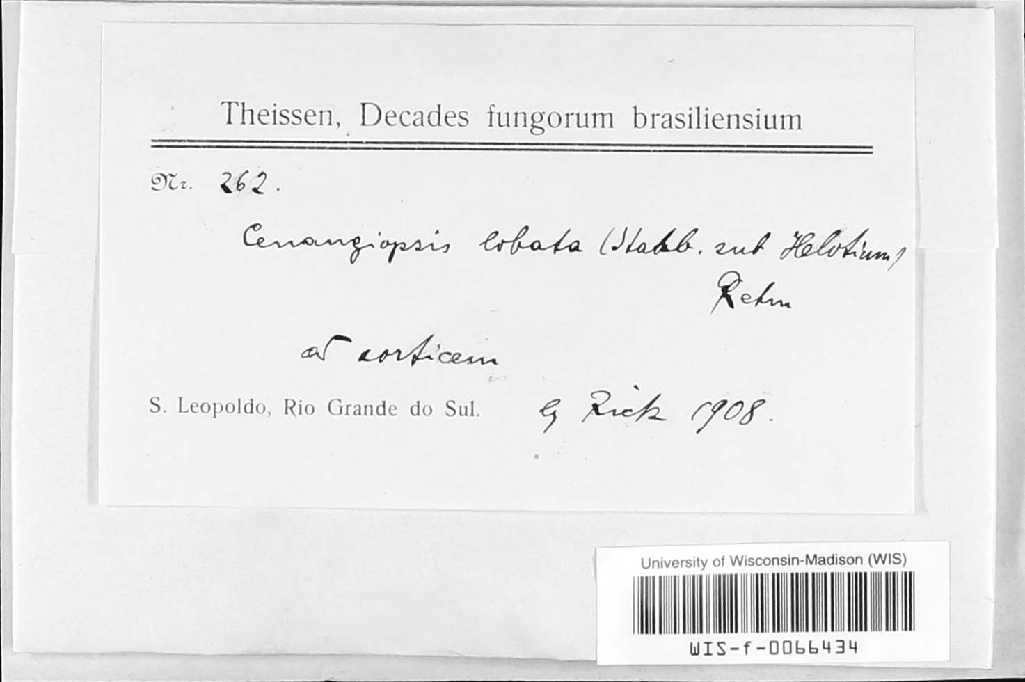 Cenangiopsis image