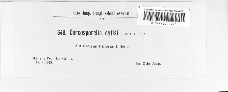 Pseudocercosporella cytisi image