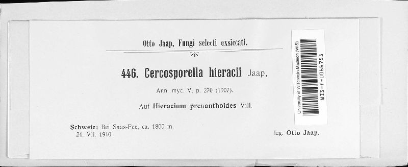 Pseudocercosporella hieracii image