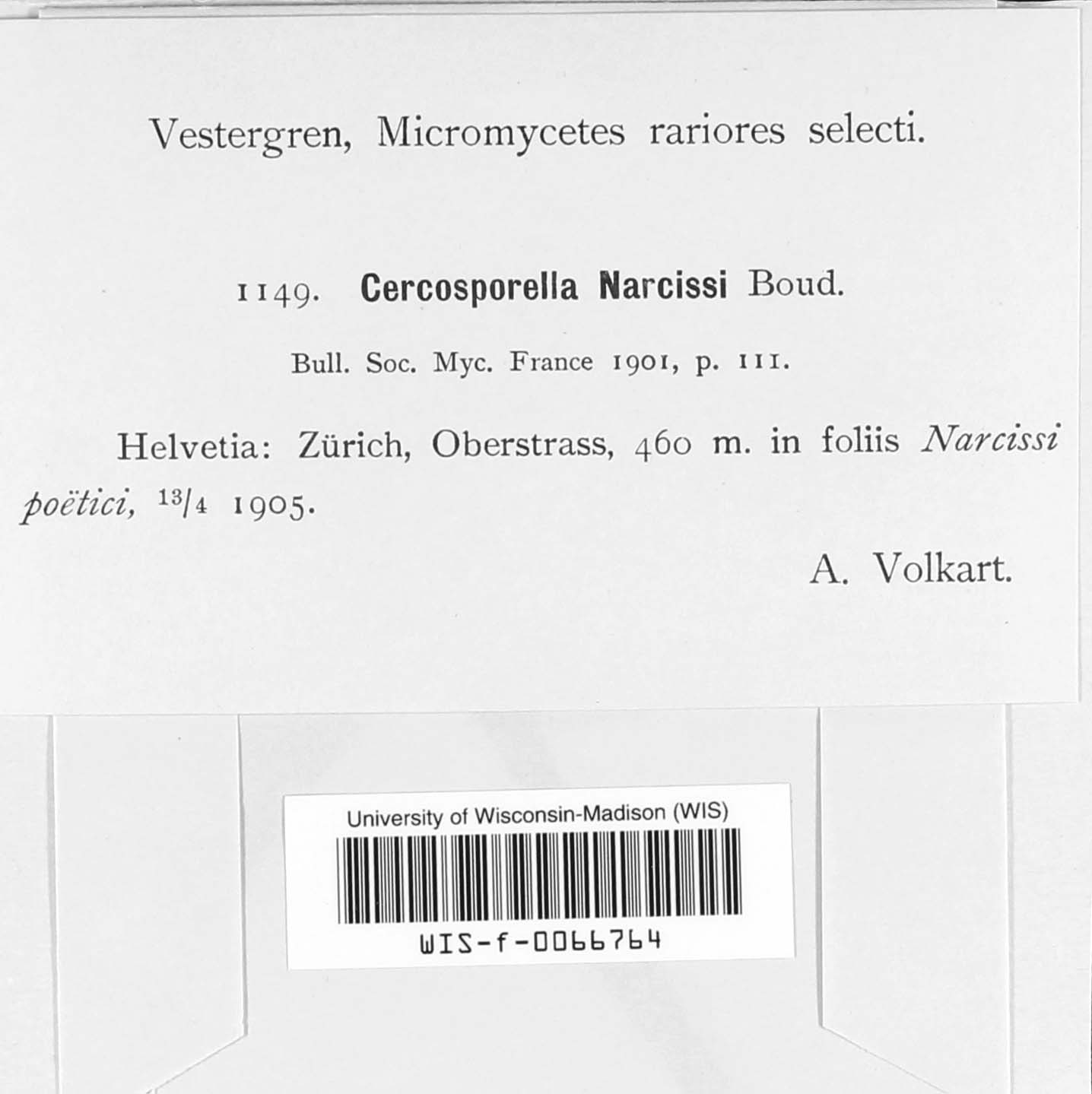 Pseudocercosporella narcissi image