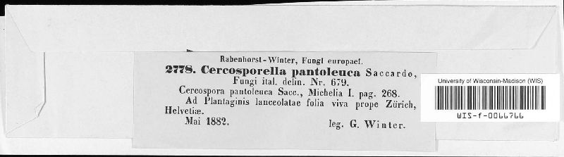 Cercosporella pantoleuca image