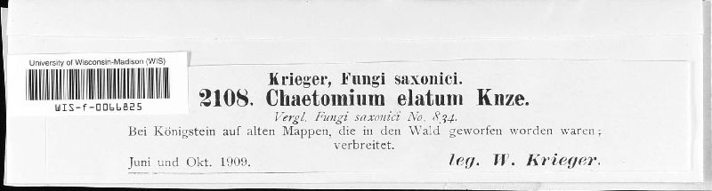 Chaetomiaceae image