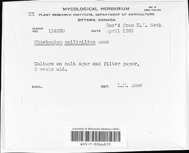 Chaetomium mollipilium image