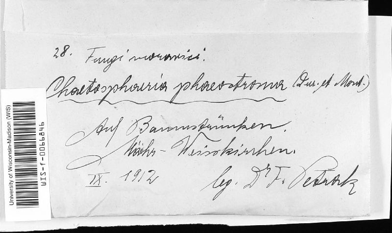 Chaetosphaerellaceae image