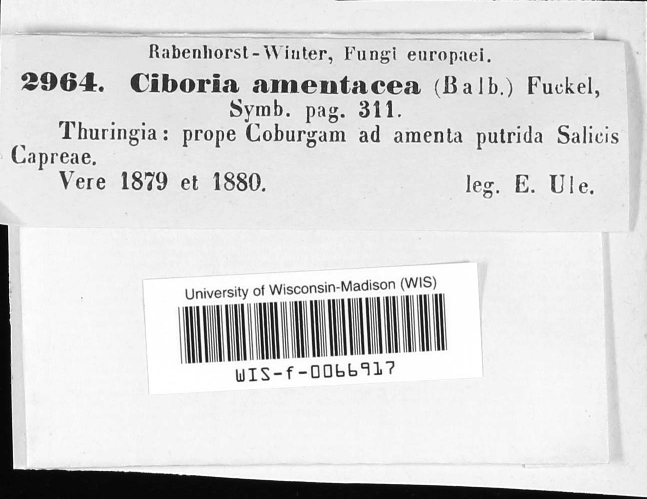 Ciboria amentacea image
