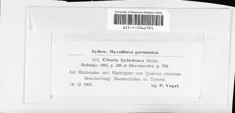 Rutstroemia sydowiana image